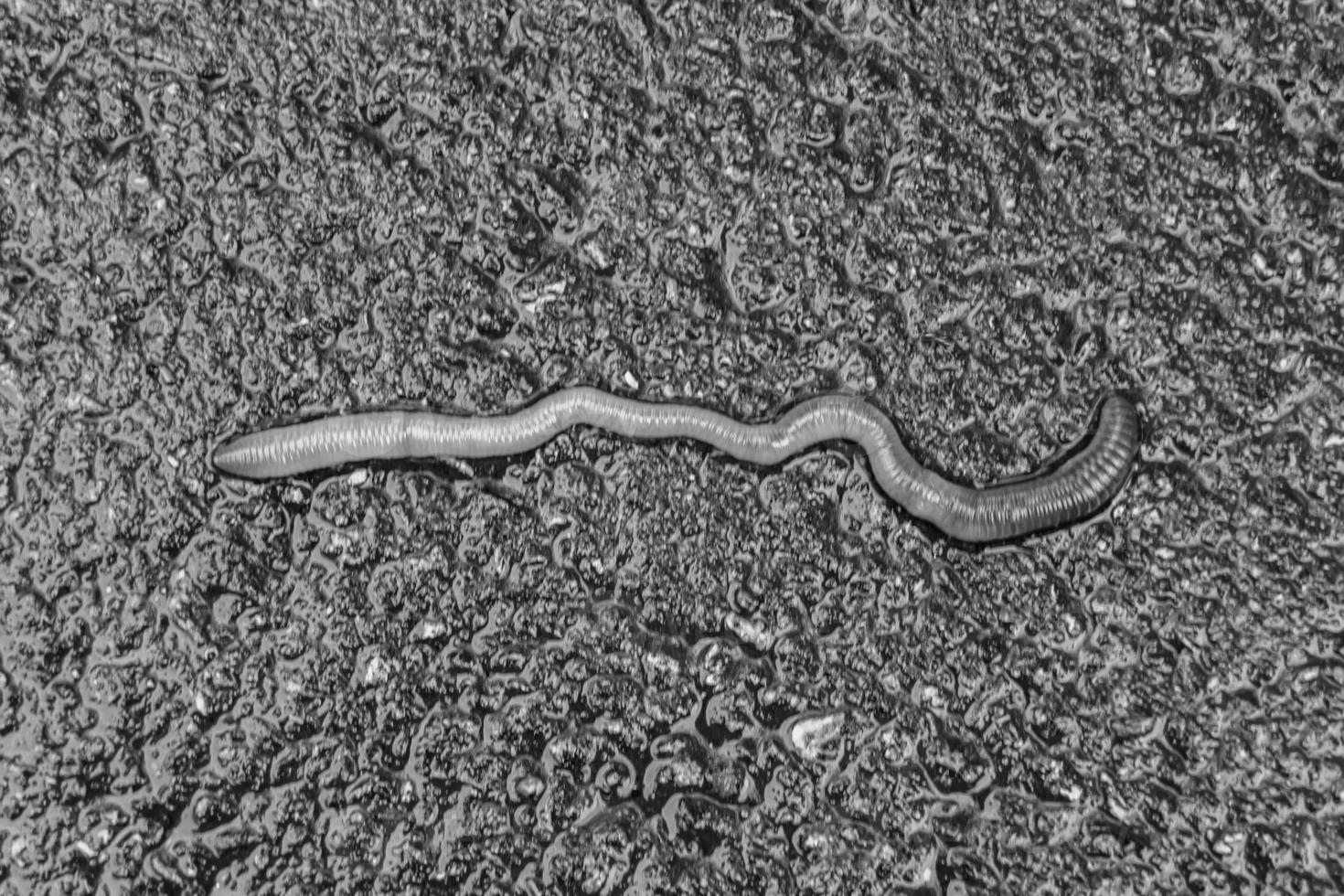 Gray earthworm it live bait for fishing isolated on dark background photo