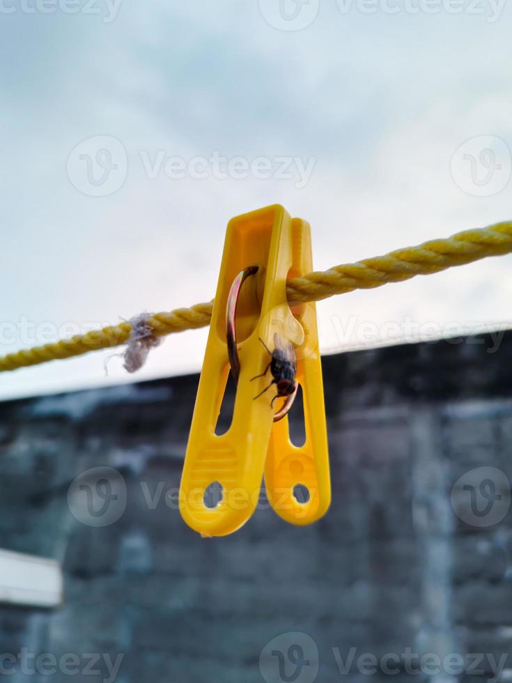 Flies hanging on a clothespin on a string. Blurred and bokeh background photo