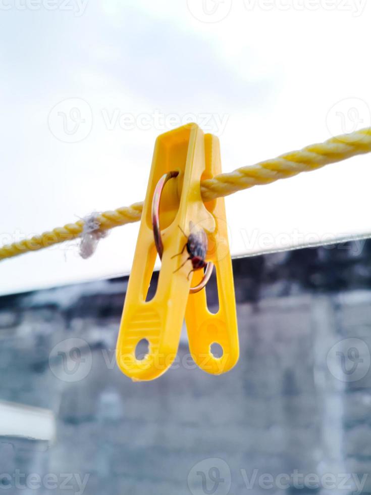 Flies hanging on a clothespin on a string. Blurred and bokeh background photo