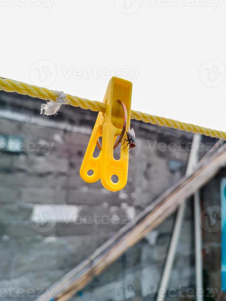 Flies hanging on a clothespin on a string. Blurred and bokeh background photo