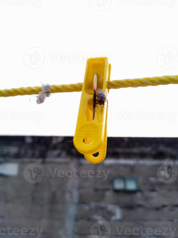 Flies hanging on a clothespin on a string. Blurred and bokeh background photo