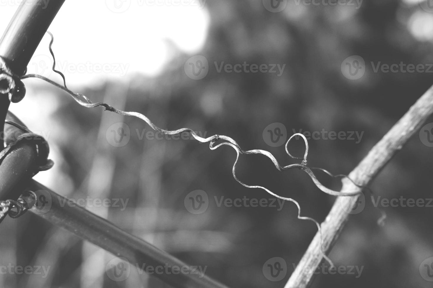 strange twisted shape of a climbing plant growing on a fence in close-up photo