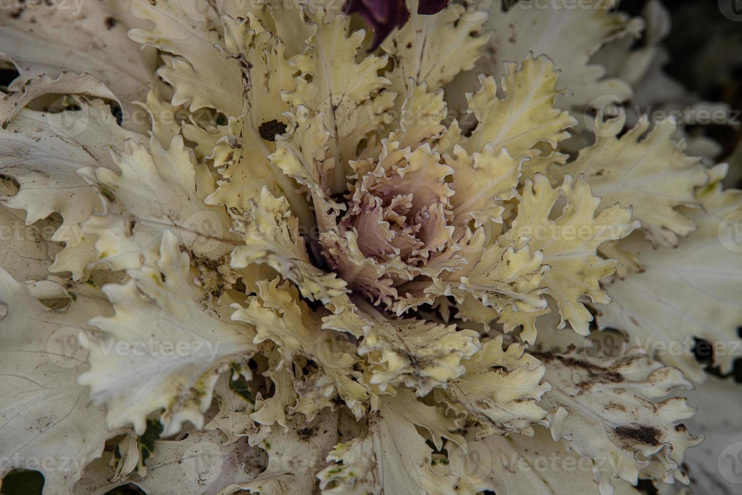 autumn background in close-up of decorative cabbage growing in the garden in the cold November sun photo