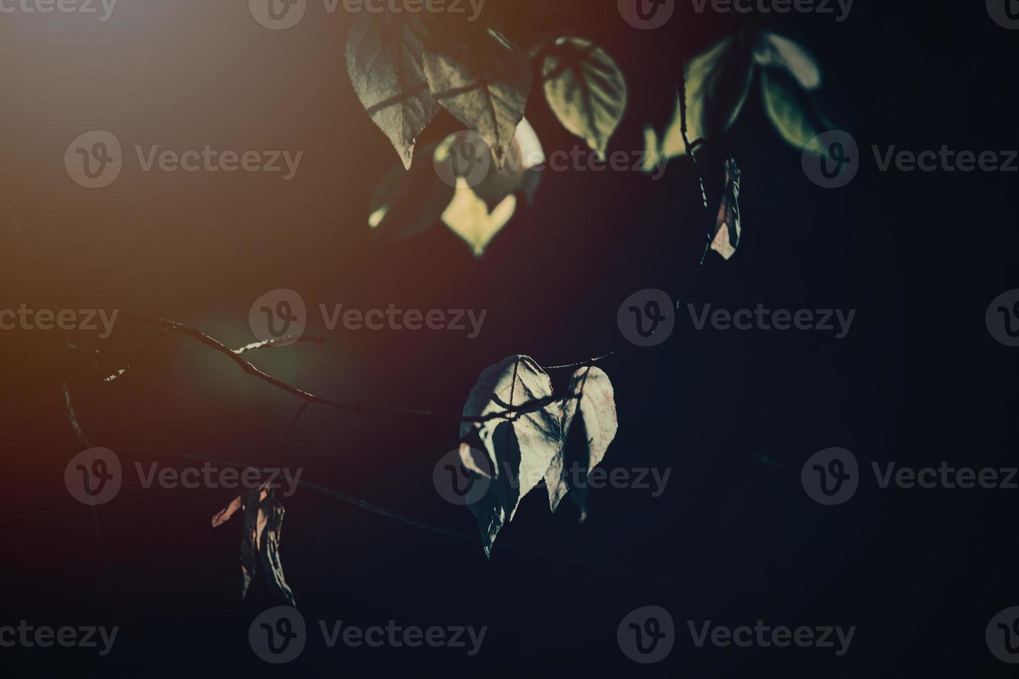 autumn golden leaves on the tree lit by warm soft afternoon light photo