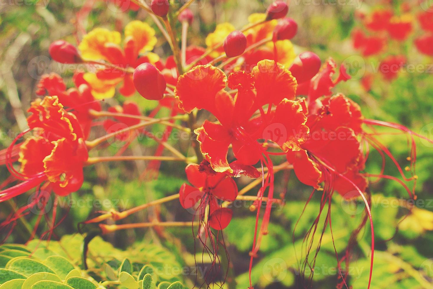 red flower on the branches of trees among green leaves in the garden creating a natural background photo