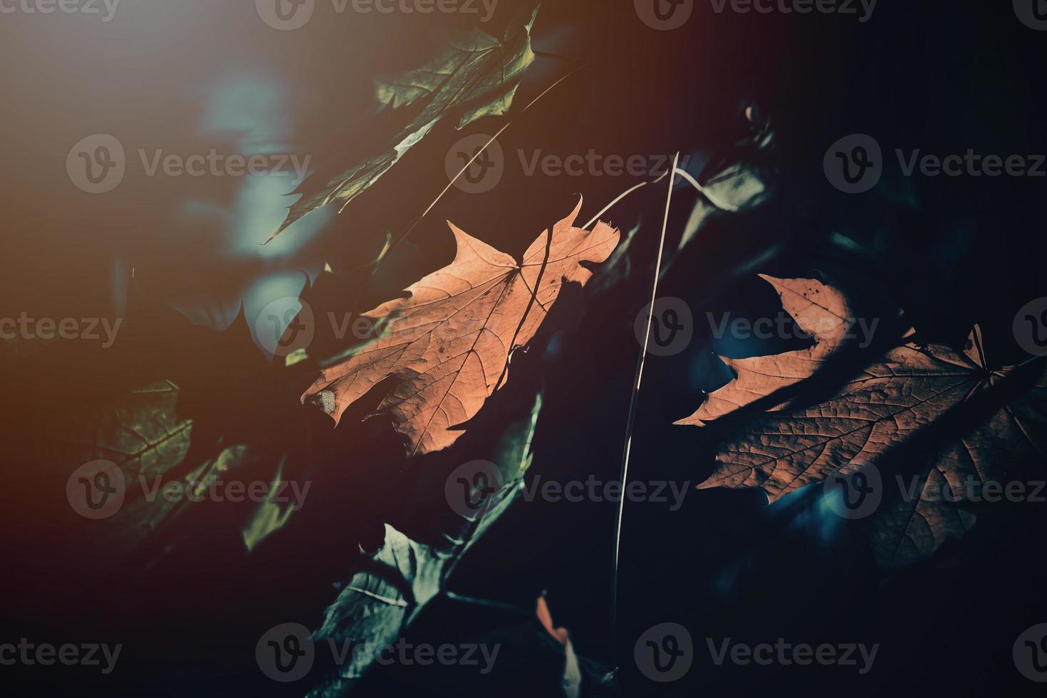 autumn golden leaves on the tree lit by warm soft afternoon light photo