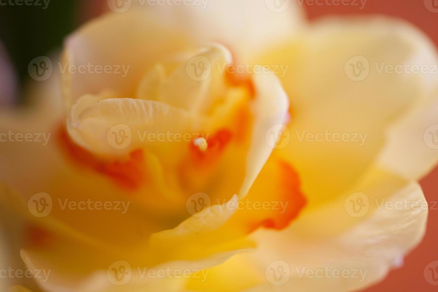 Close-up of  spring yellow daffodil flower on light background photo