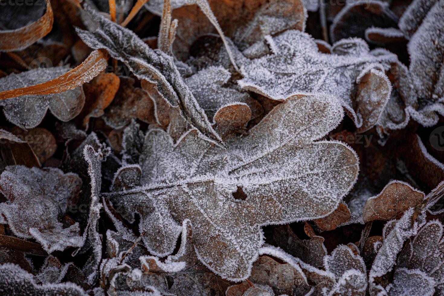 otoño antecedentes con marrón roble hojas cubierto con escarcha foto