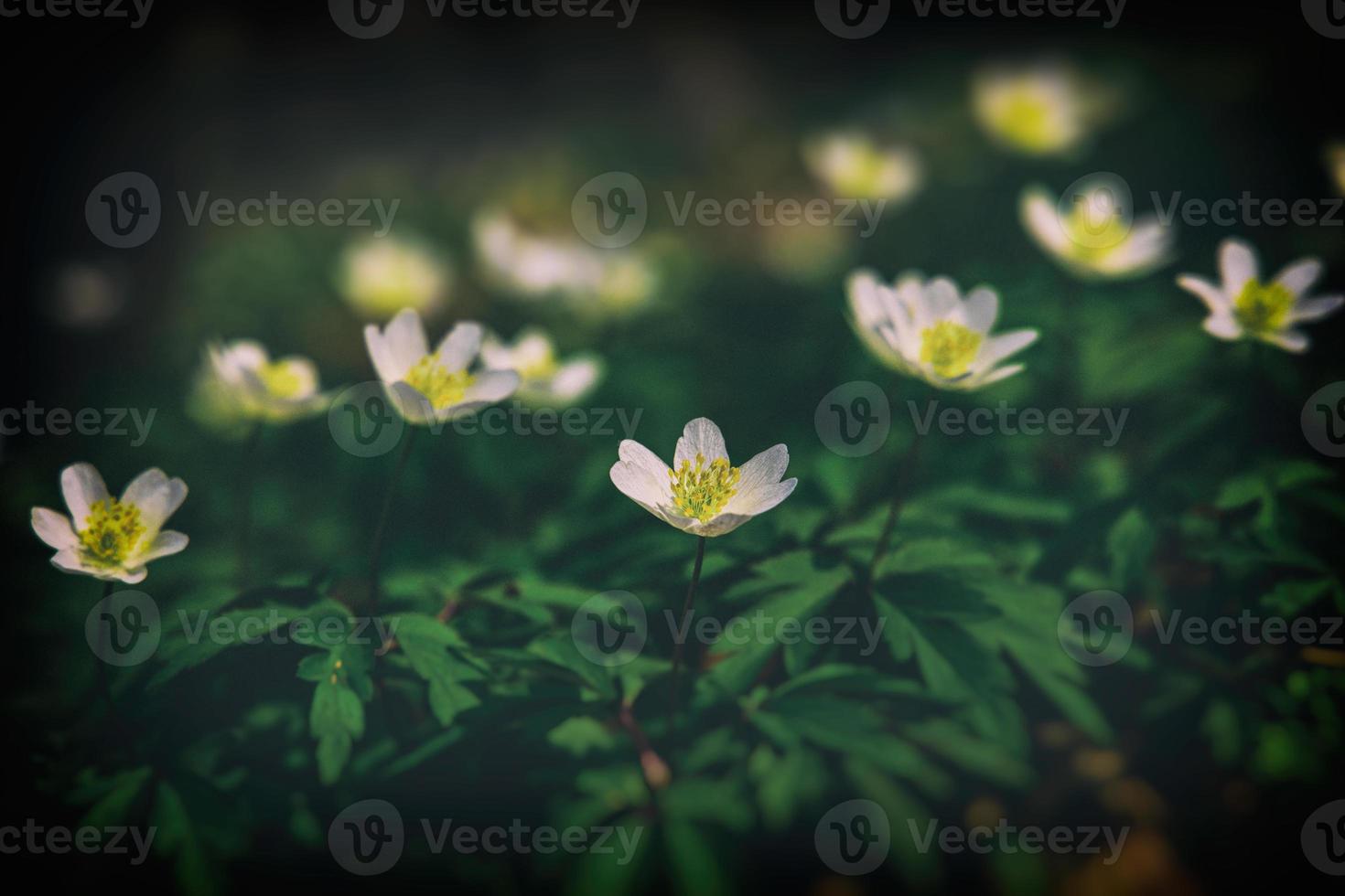 white delicate spring flowers anemones growing in the forest among green foliage photo