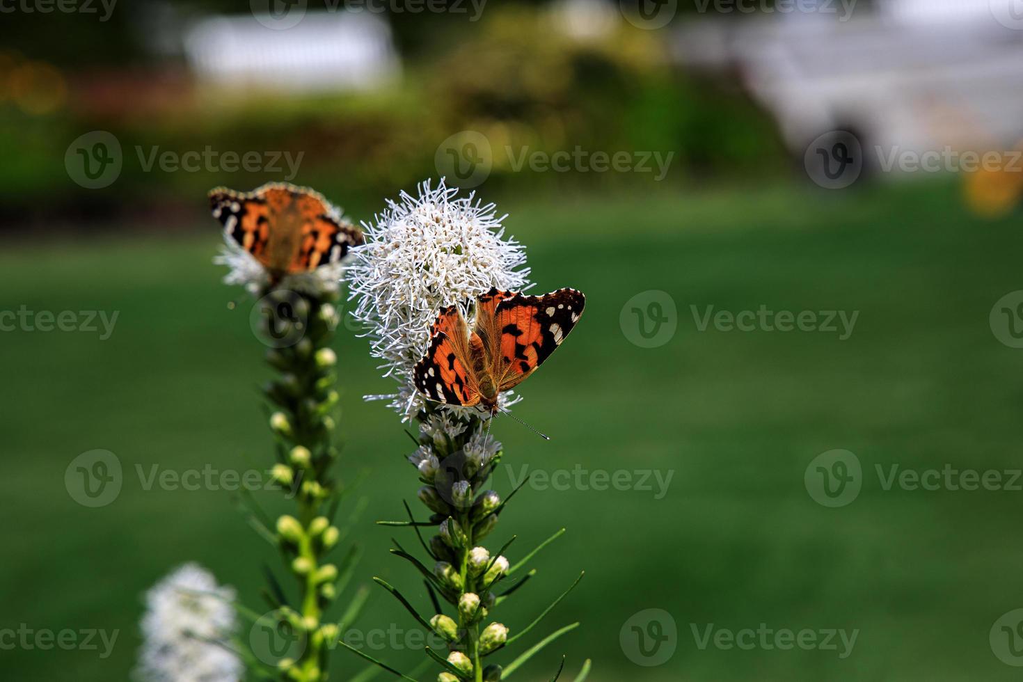 free butterflies among the flowers in the city garden on a warm sunny summer day, photo