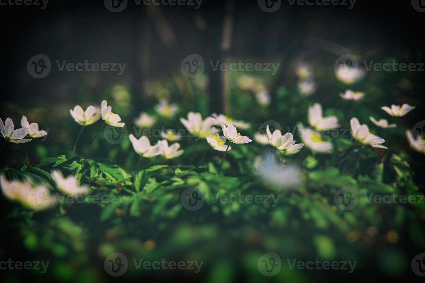 white delicate spring flowers anemones growing in the forest among green foliage photo