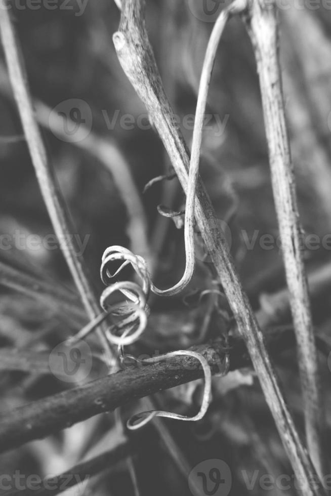 strange twisted shape of a climbing plant growing on a fence in close-up photo