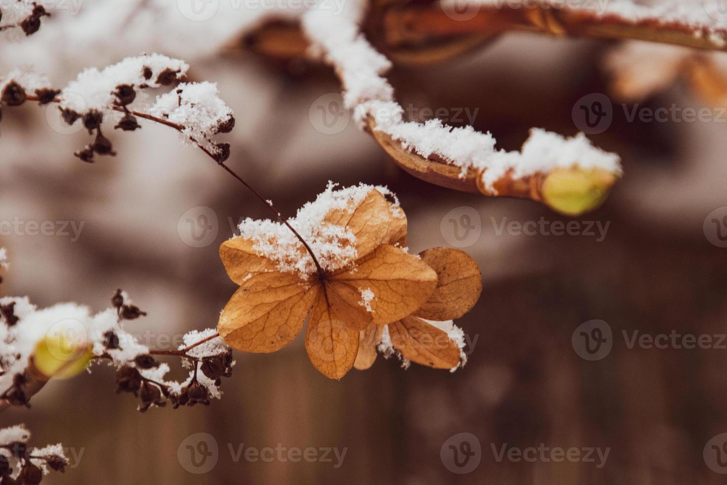 a withered delicate flower in the garden on a cold frosty day during falling white snow photo