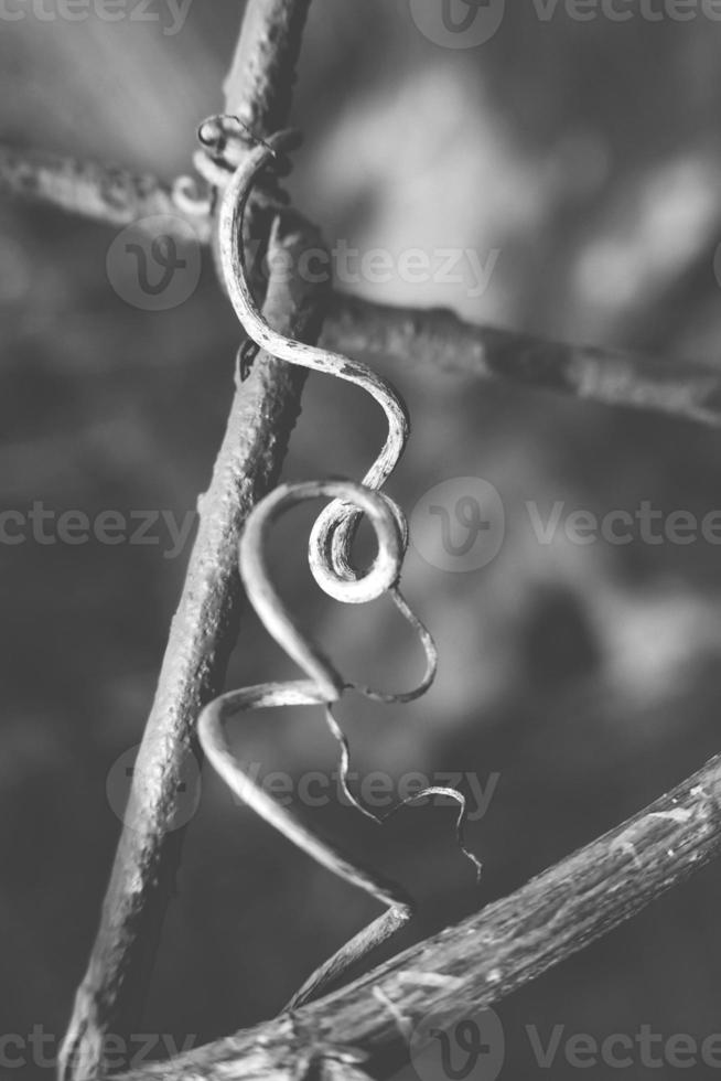 strange twisted shape of a climbing plant growing on a fence in close-up photo