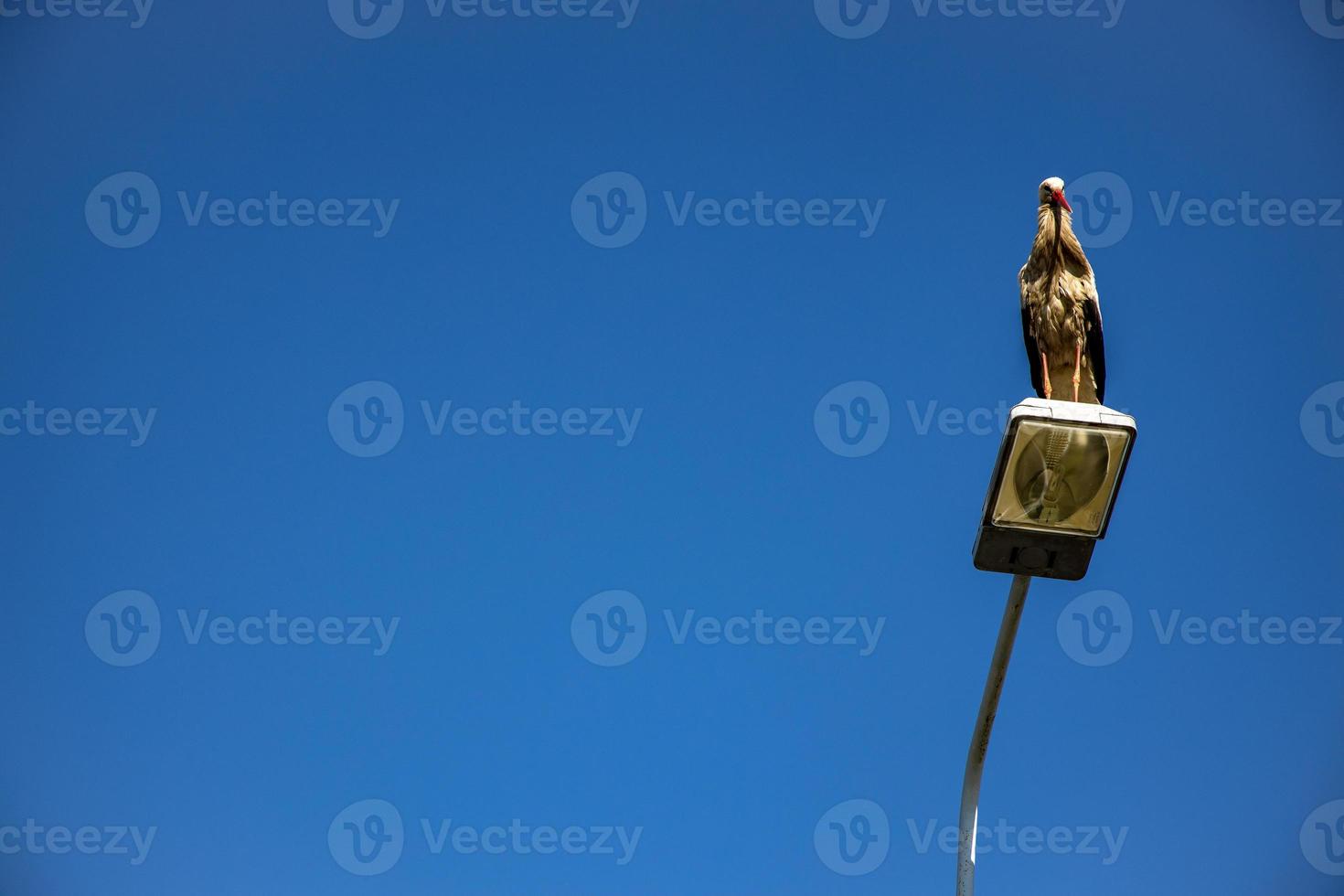 white-black stork sitting on a city streetlight against a blue cloudless sky background photo