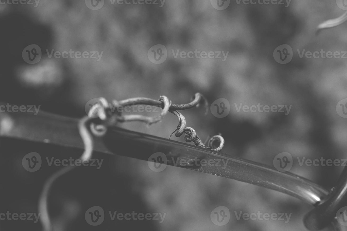 strange twisted shape of a climbing plant growing on a fence in close-up photo