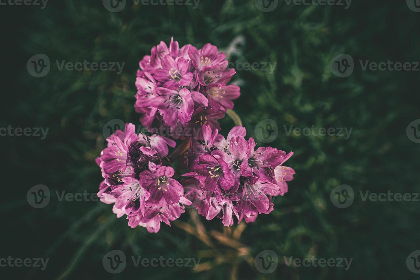 summer purple flower in a natural setting lit by warm afternoon light photo