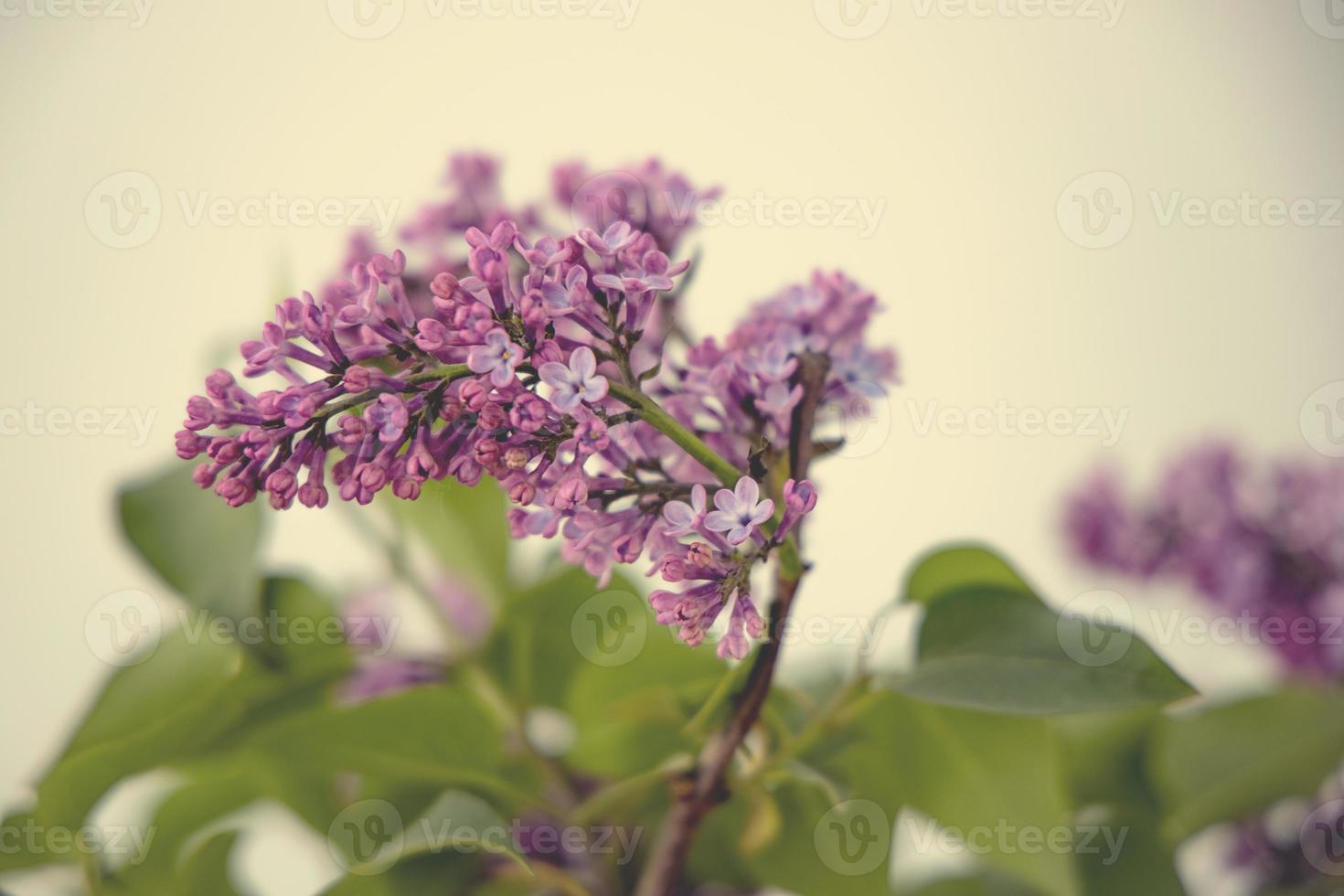 spring twig of blooming purple lilac with green leaves photo