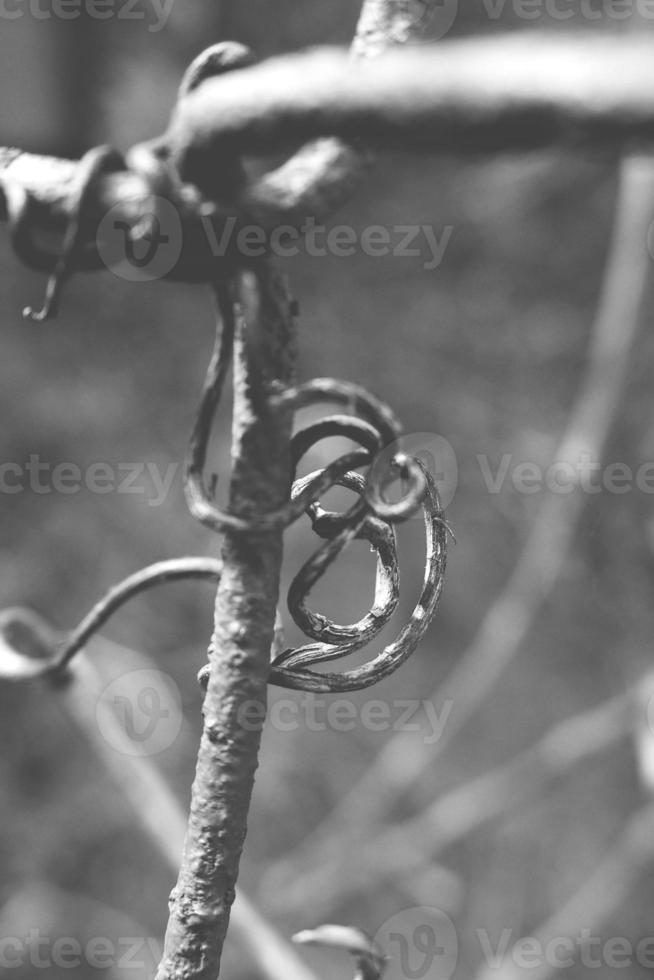 strange twisted shape of a climbing plant growing on a fence in close-up photo