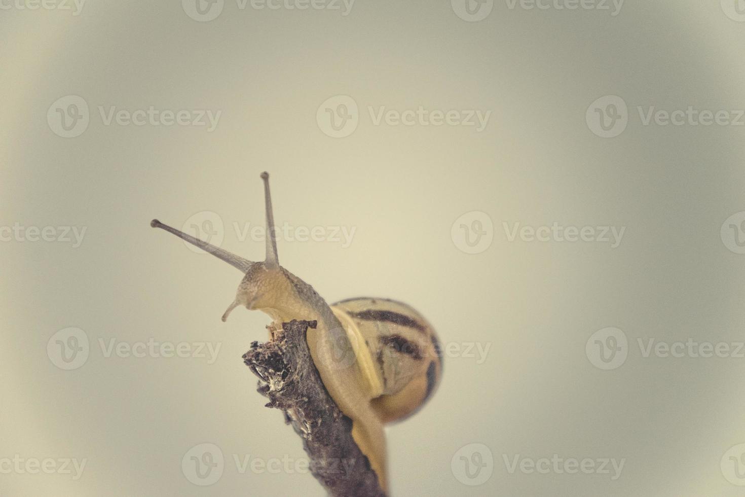 little beige snail with a shell climbing on a stick on a light cream background photo