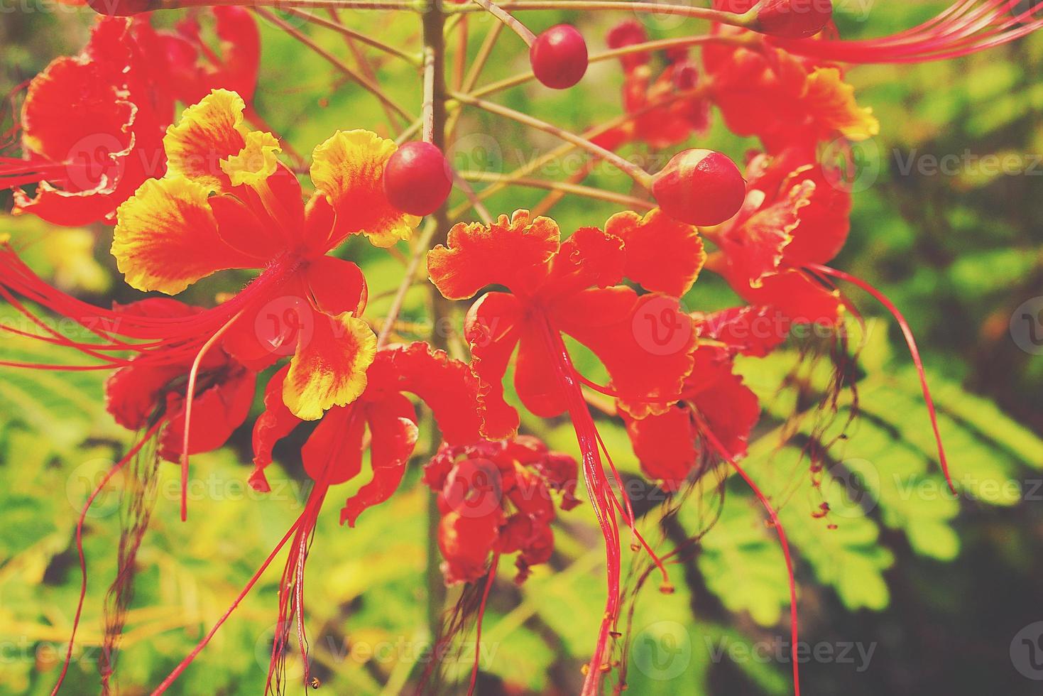 red flower on the branches of trees among green leaves in the garden creating a natural background photo