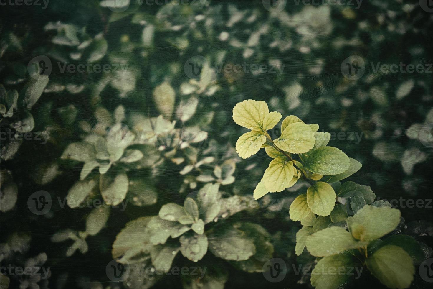 green summer bush with raindrops on the leaves in close-up photo