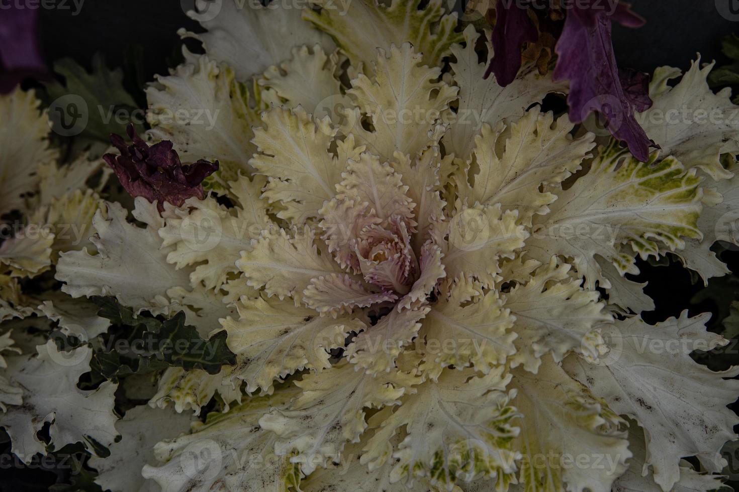 autumn background in close-up of decorative cabbage growing in the garden in the cold November sun photo