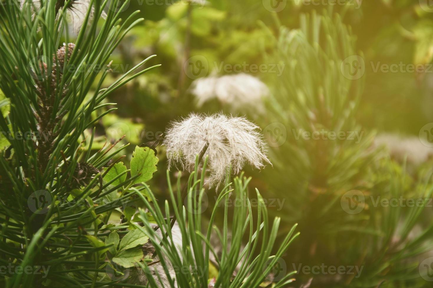 original flowers on a warm sunny day among green leaves in the summer sun photo