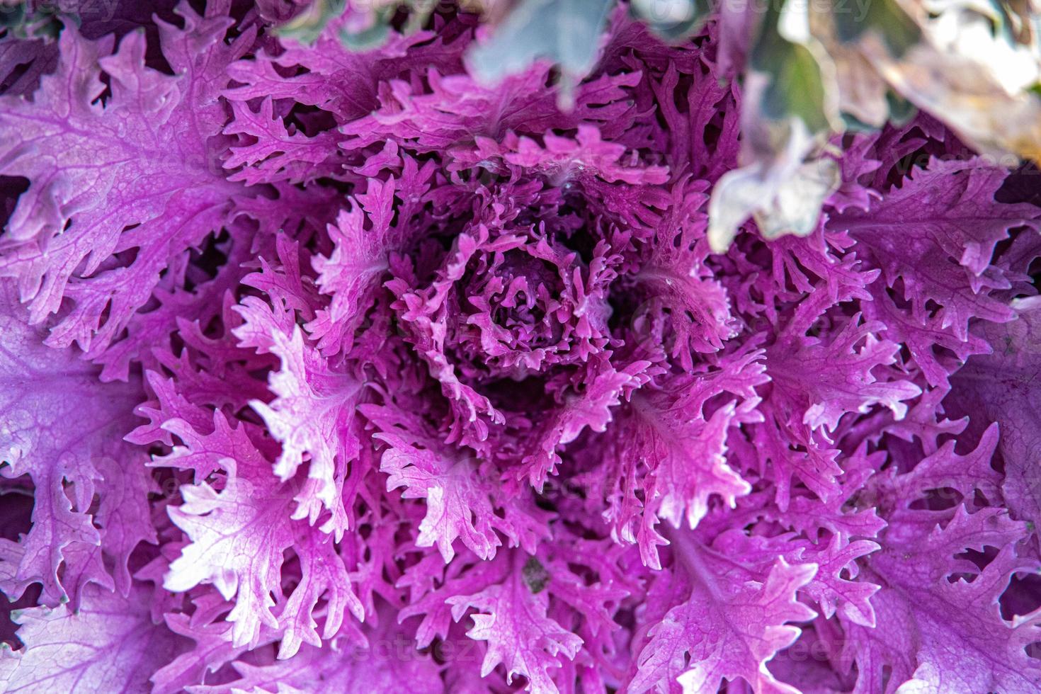 autumn background in close-up of decorative cabbage growing in the garden in the cold November sun photo