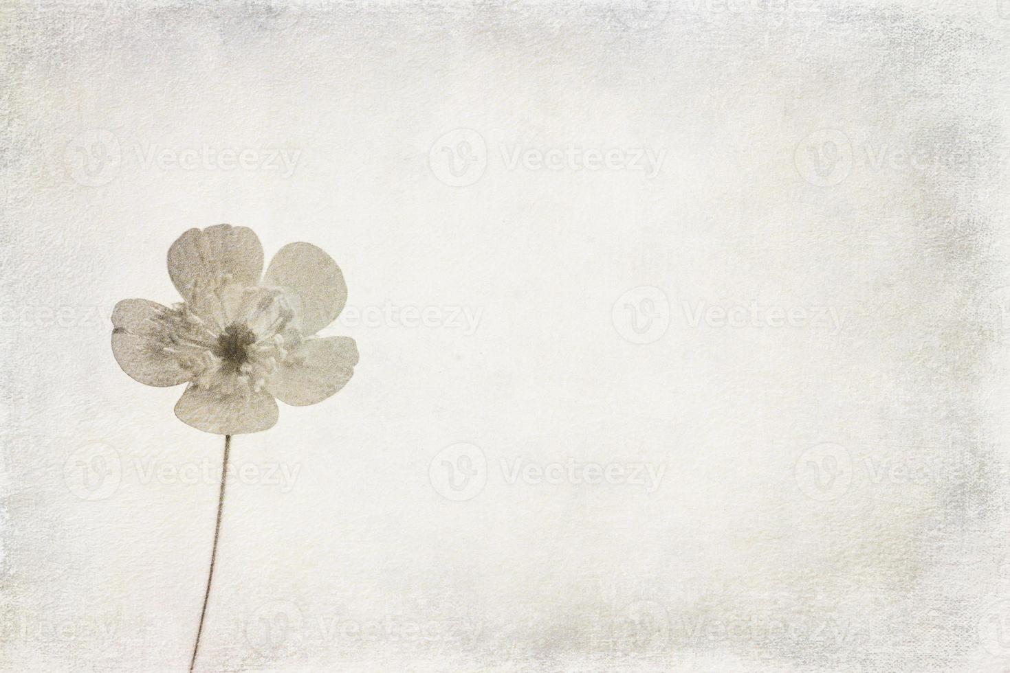 small original delicate free field flowers on a light background photo