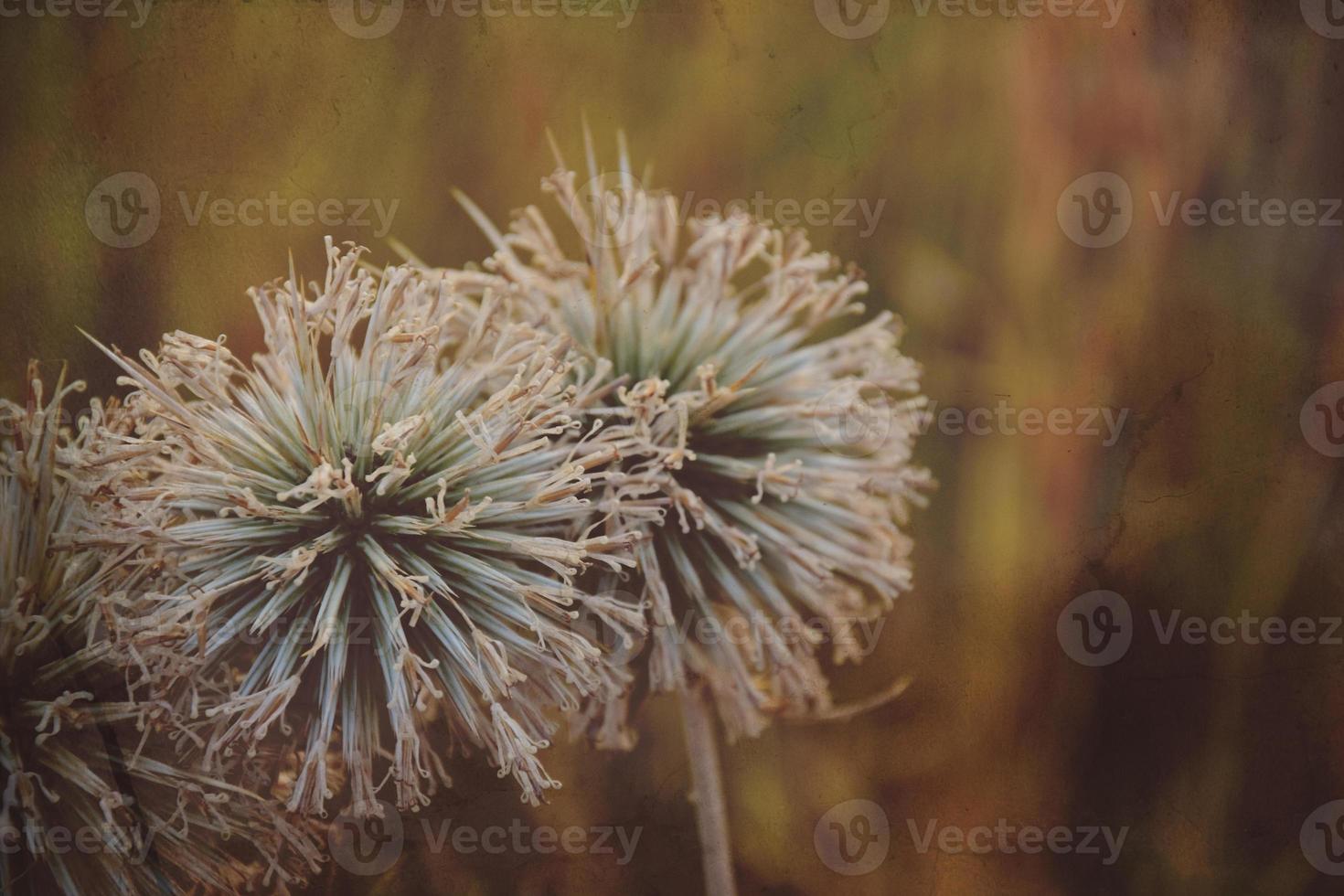 interesting original plant on a beige background in the meadow on a summer day photo