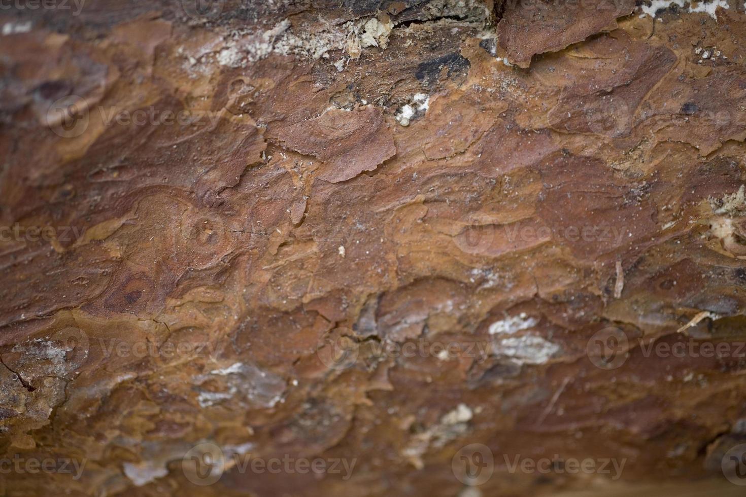 wood background natural photo