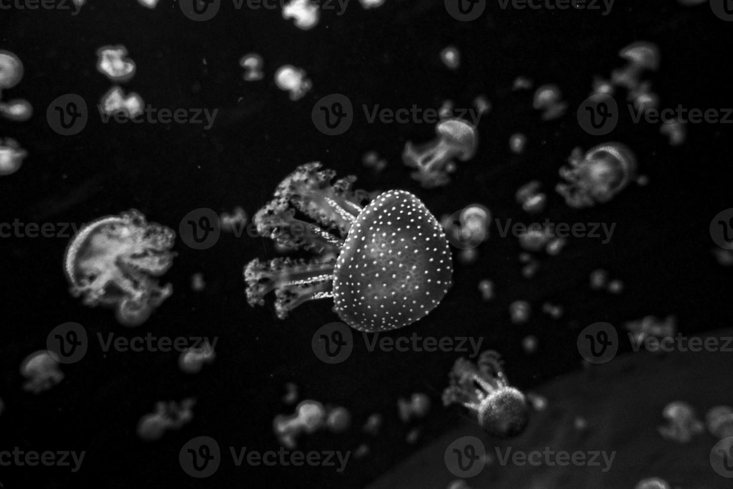 delicate jellyfish floating in black water in an aquarium creating an interesting background photo