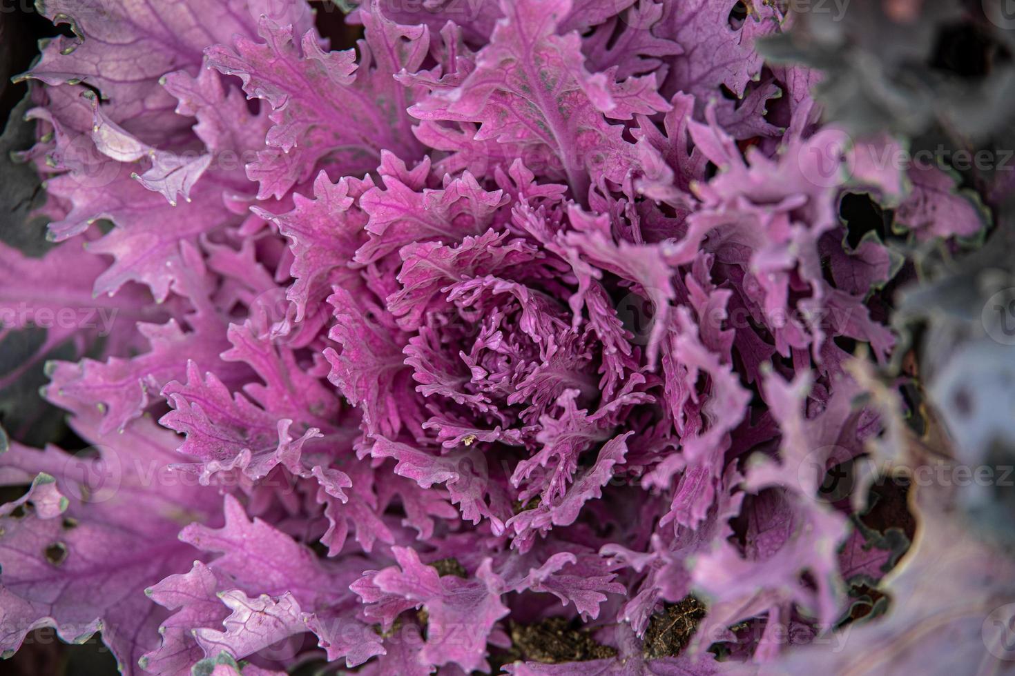 autumn background in close-up of decorative cabbage growing in the garden in the cold November sun photo