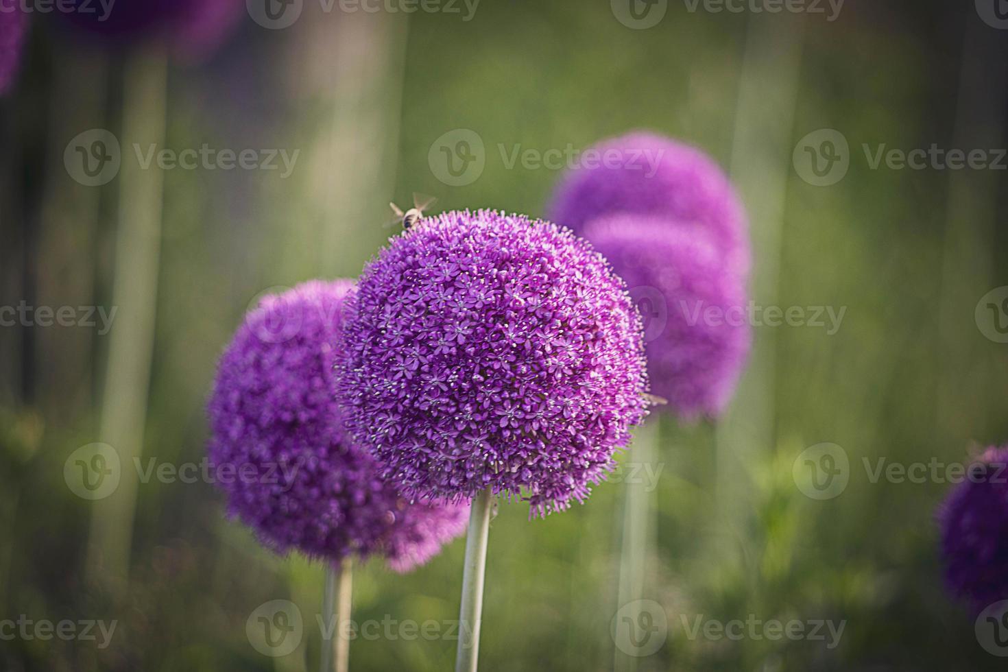large purple flowers blooming ornamental garlic in the early summer photo