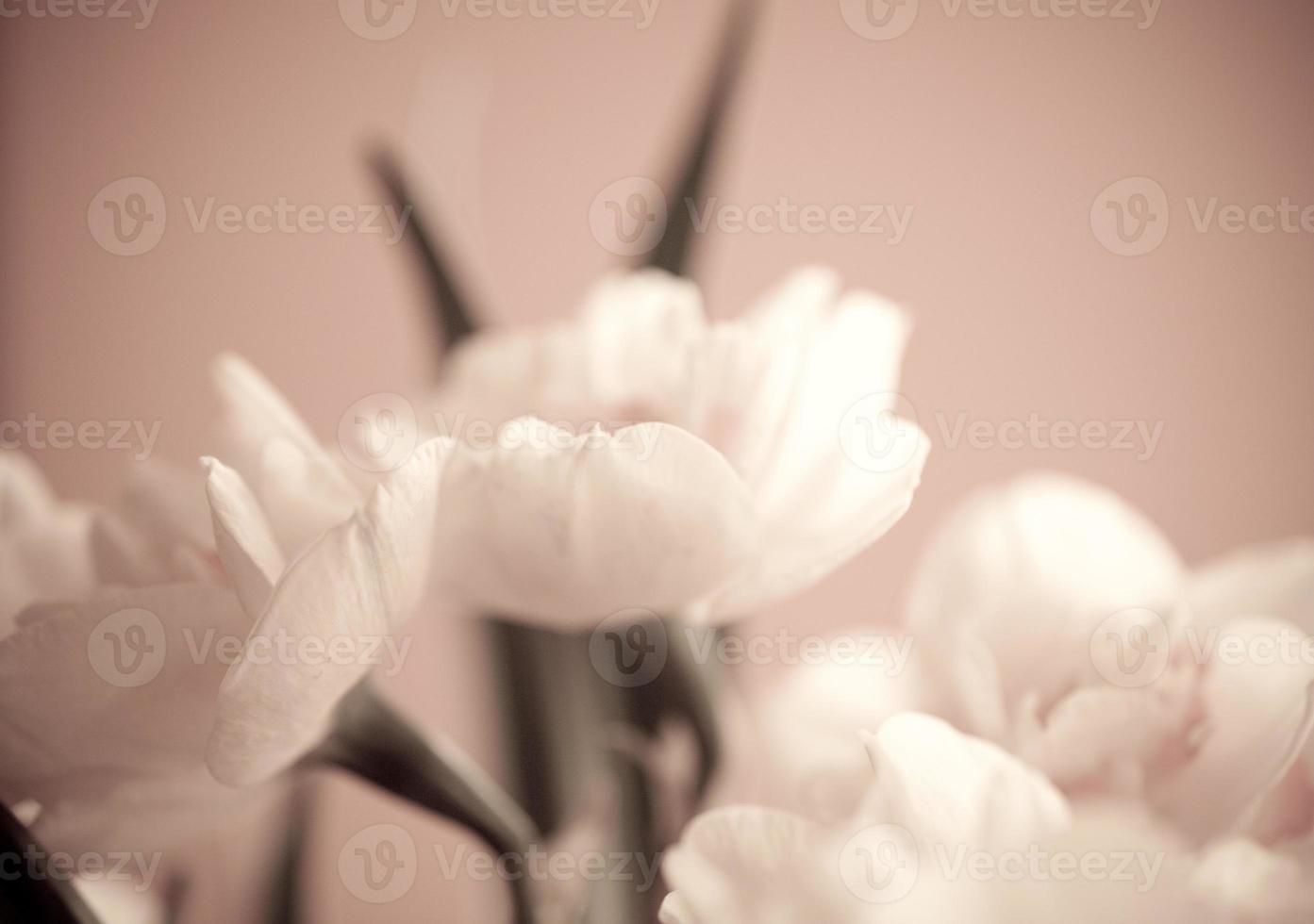 Close-up of  spring yellow daffodil flower on light background photo