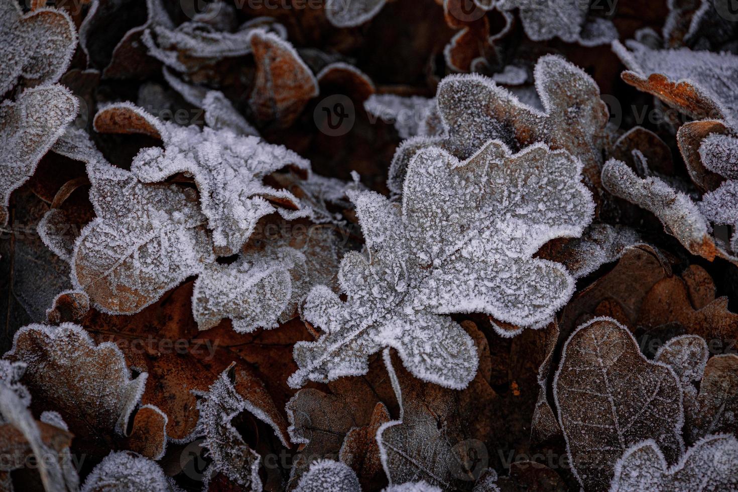 autumn background with brown oak leaves covered with frost photo