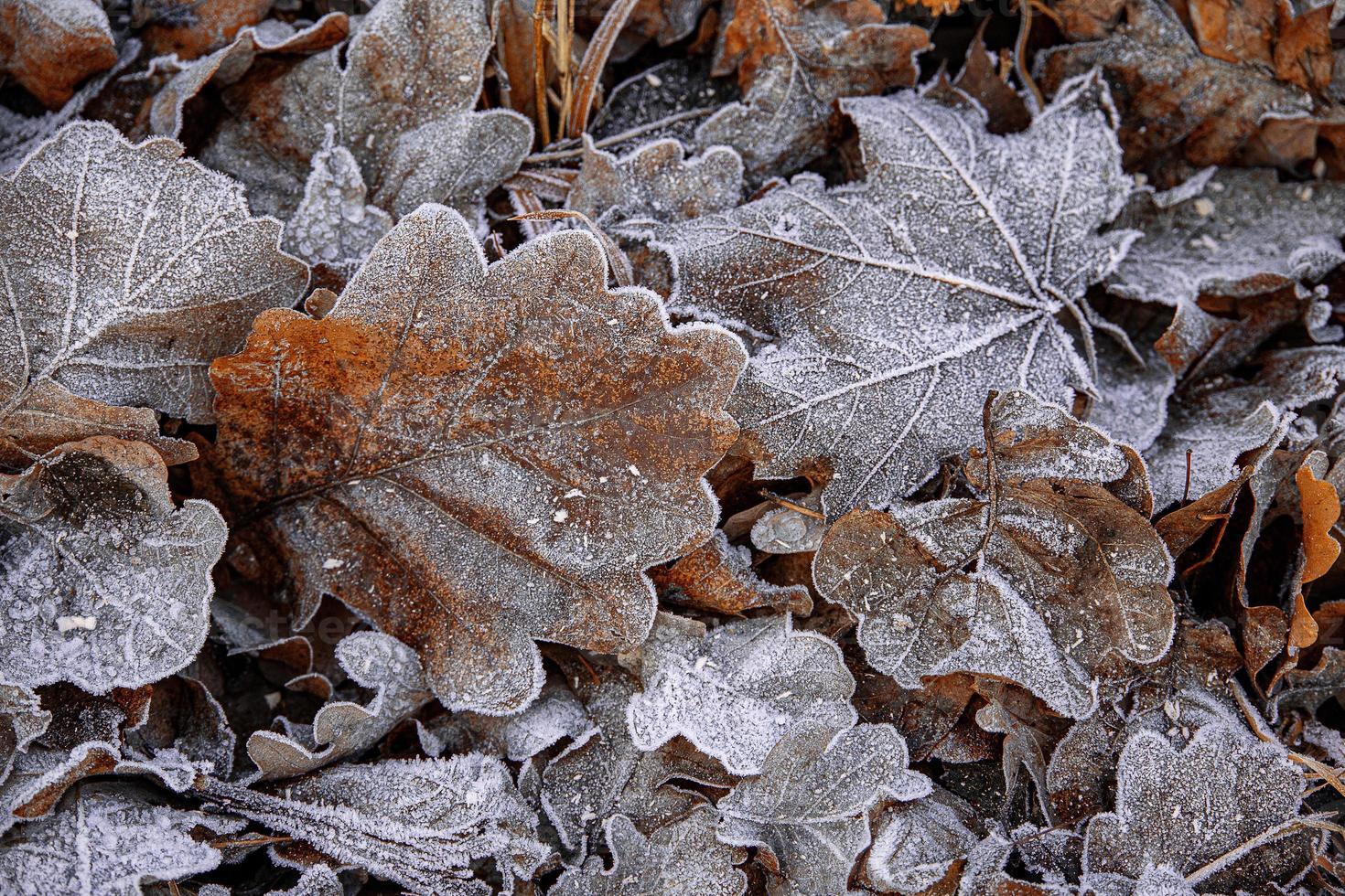 autumn background with brown oak leaves covered with frost photo