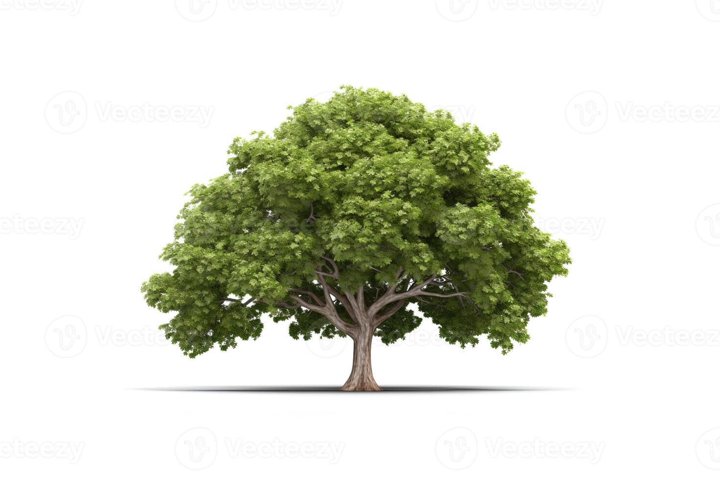 Green tree isolated on white background. photo