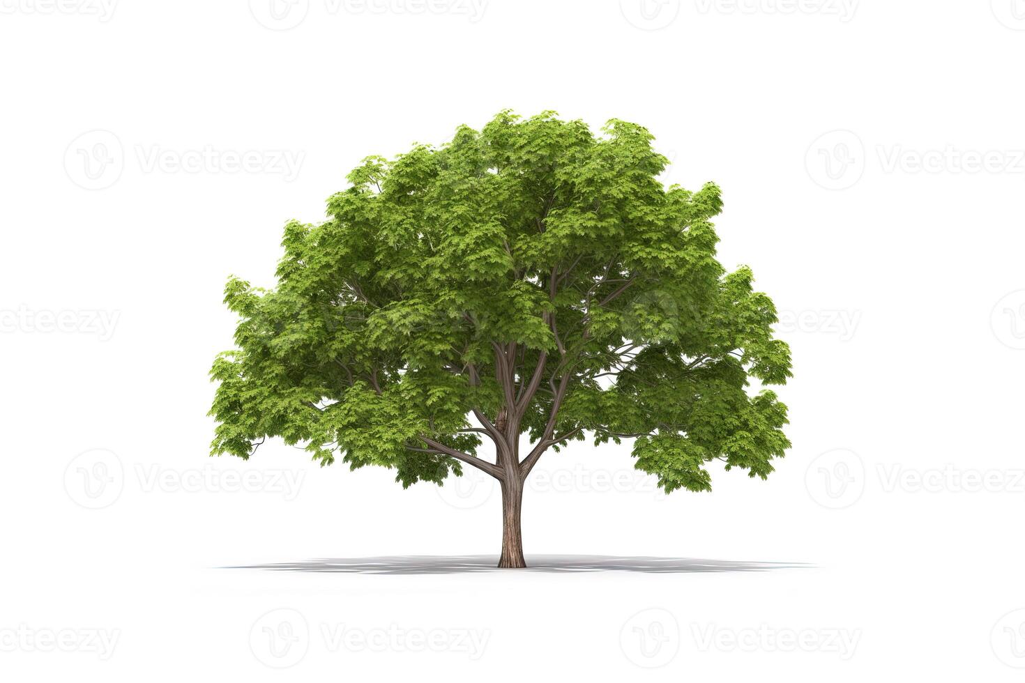 Green tree isolated on white background. photo