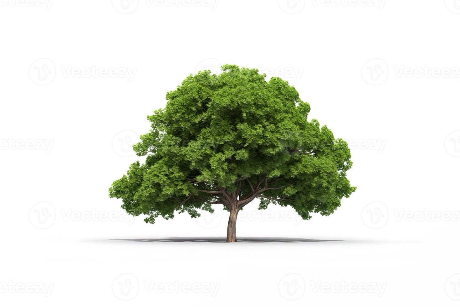 Green tree isolated on white background. photo