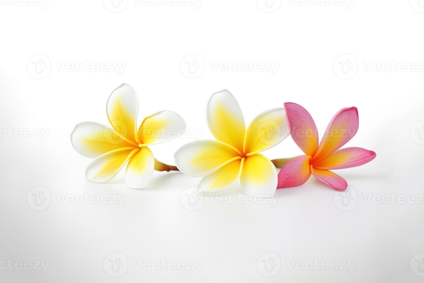 Tropical beautiful flowers, frangipani plumeria flower isolated on white background. photo