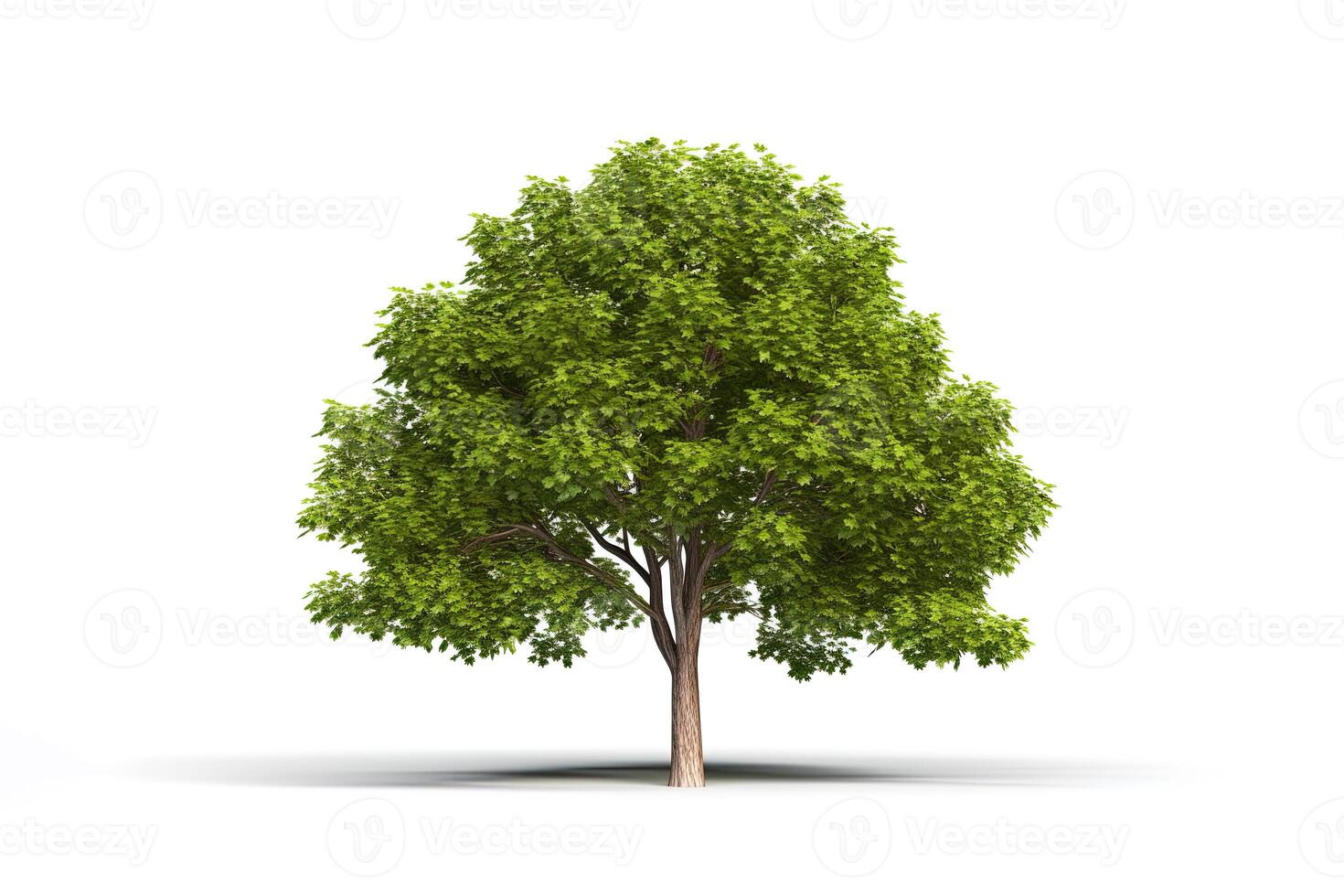 Green tree isolated on white background. photo