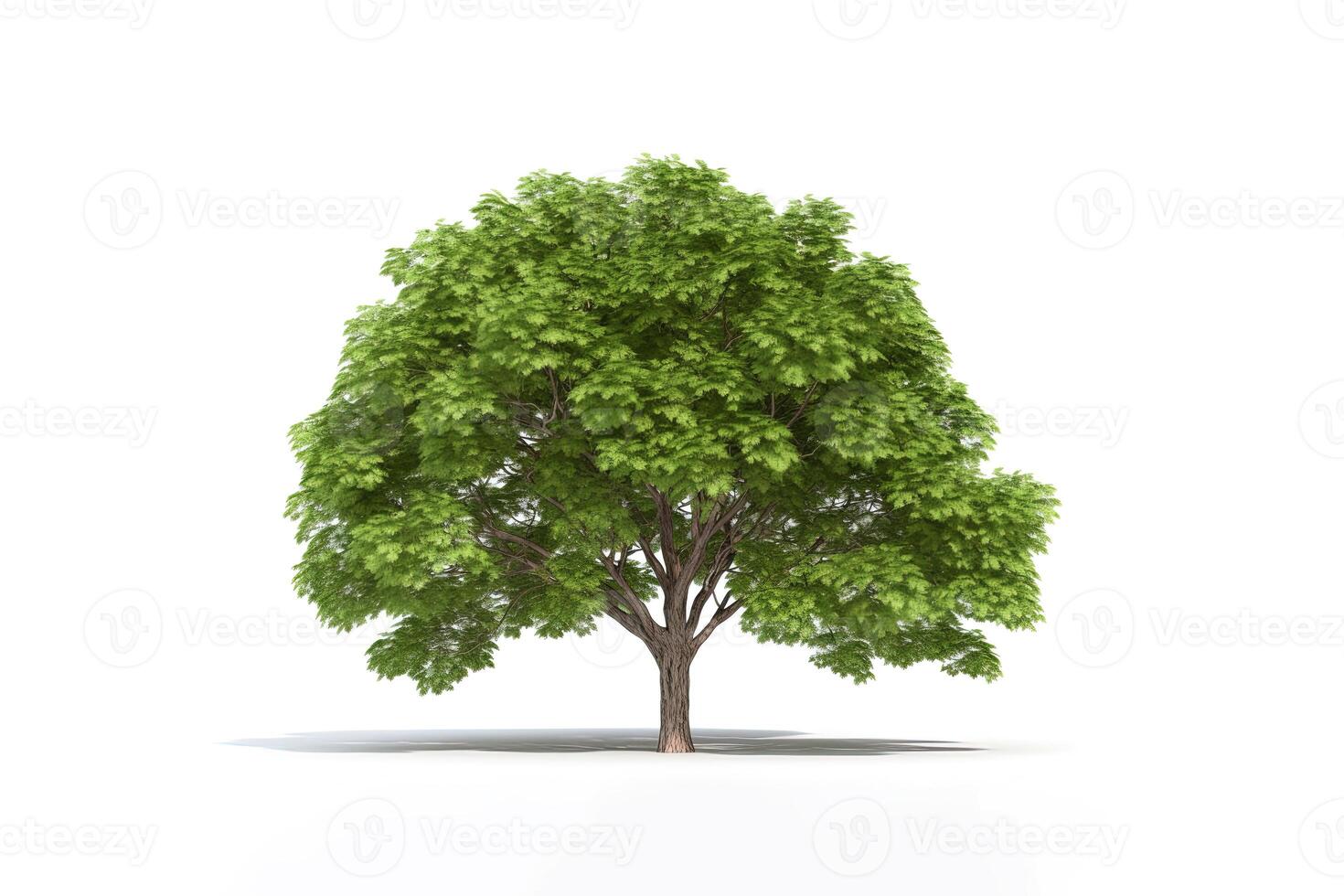 Green tree isolated on white background. photo