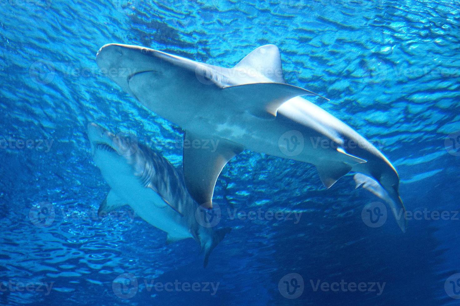 Shark Swimming Underwater photo