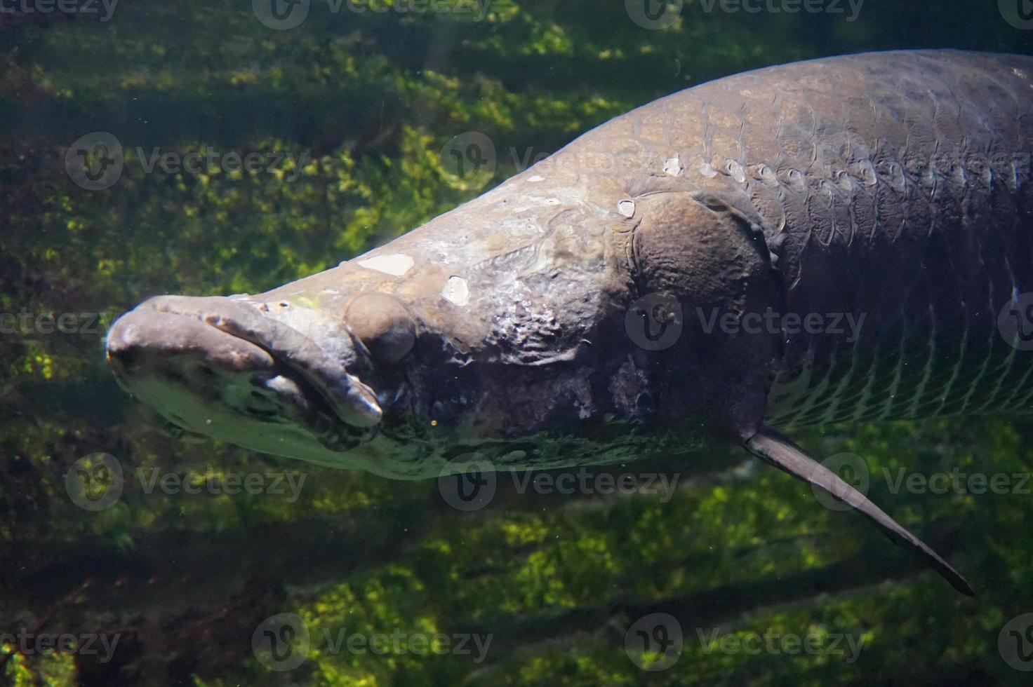 Arowana Fish - Close-Up on Face photo