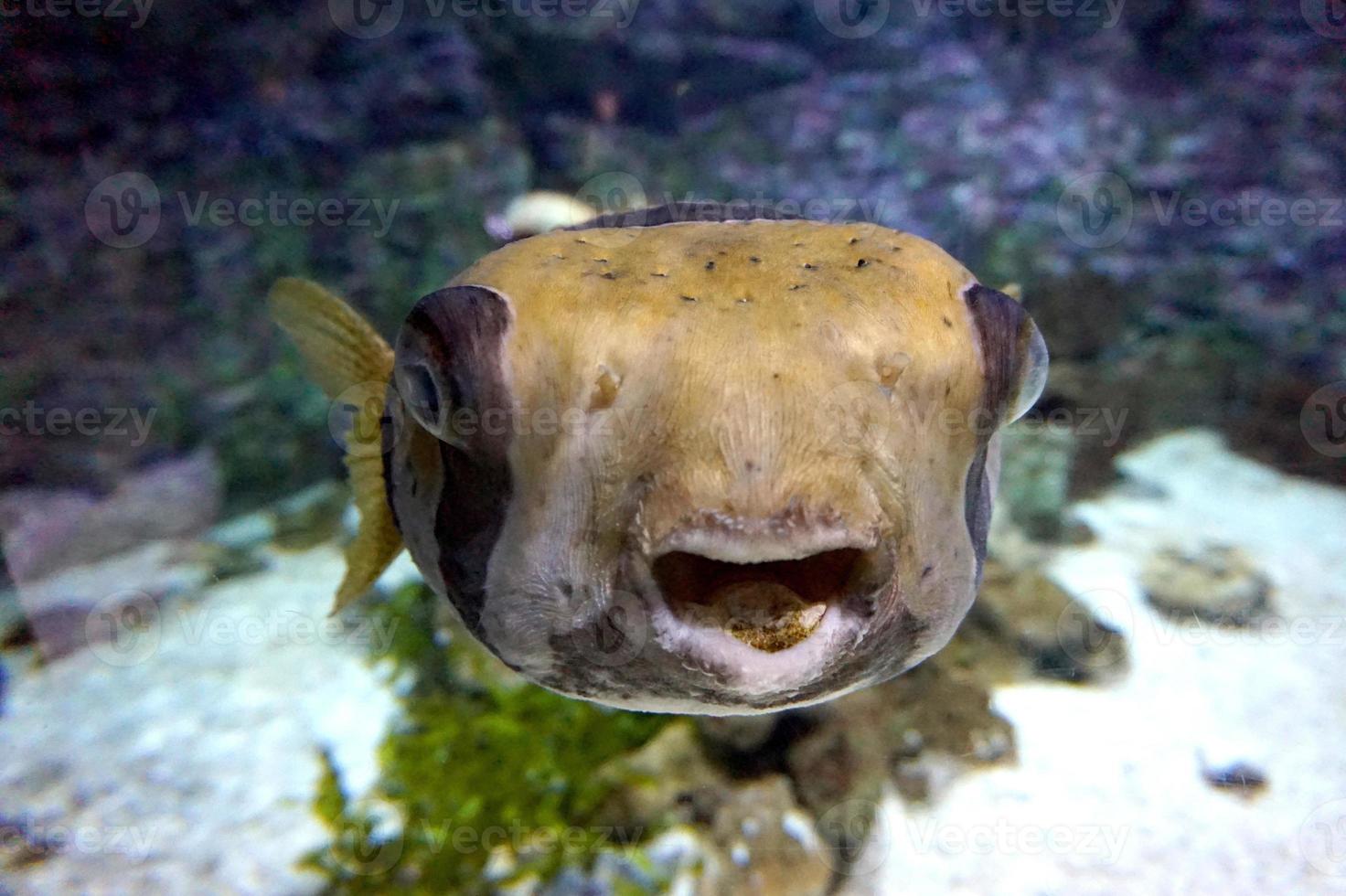 Black and White Fugu Fish photo