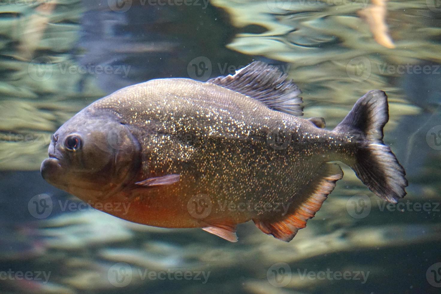 Piranha Fish - Side View photo