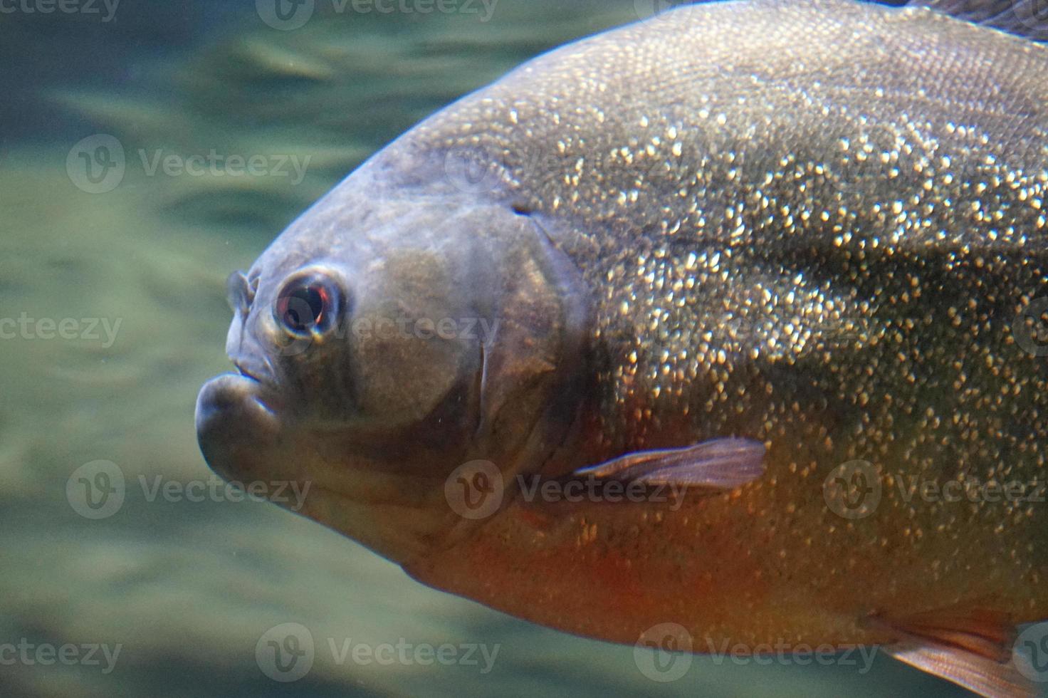 Piranha Fish - Side View photo