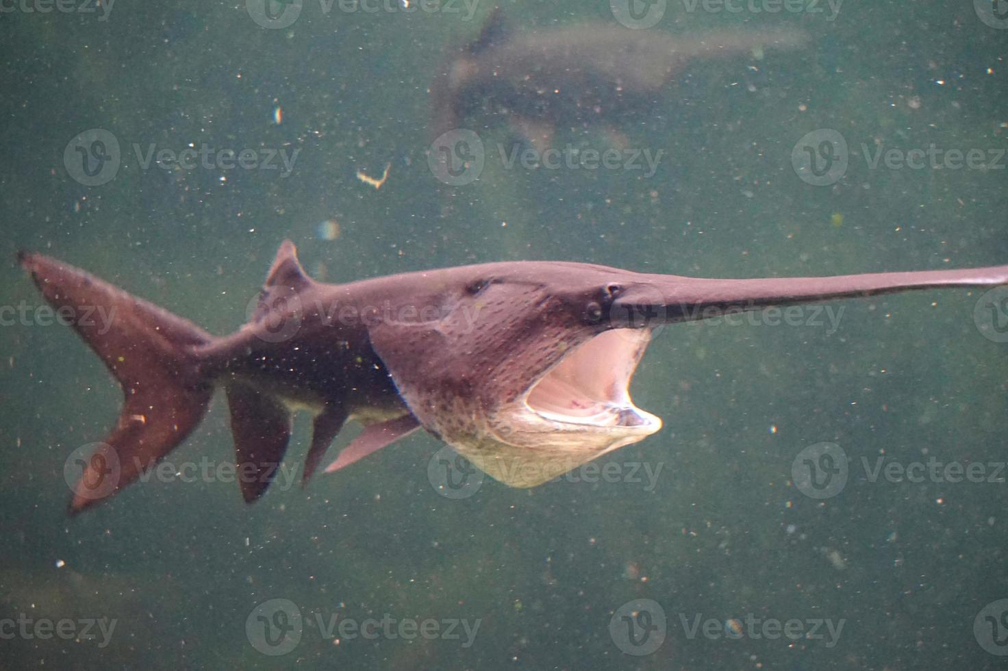 Saw Fish with Open Mouth photo